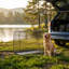 Dog Transport Cage