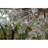 28 - Light Polished Chrome Chandelier-100088215-100088218