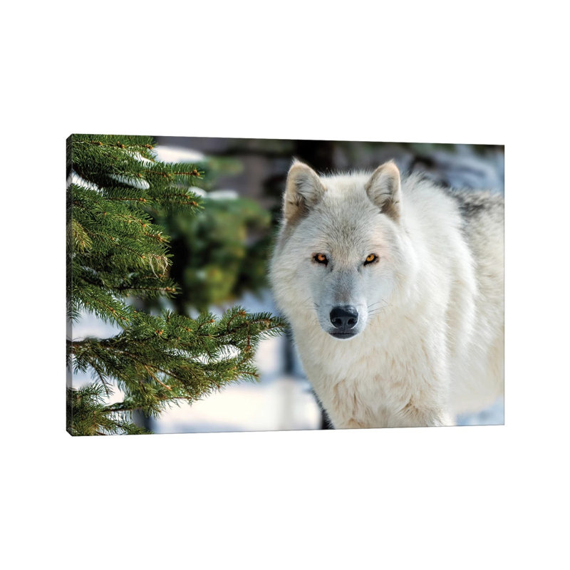 " White Wolf " by David Gardiner, 12" H x 18" W x 1.5" D
