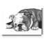 « Gracie The Bulldog »-impression sur toile-418574424