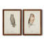 Scops - Eared Owl - Reproduction d'art graphique encadré-1918413355-1918413357