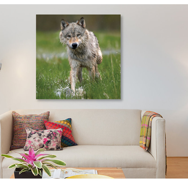 « louping through water, north america », impression sur toile, H 12 po x l 12 po x P 1,5 po, Toile tendue, Pas de tapis