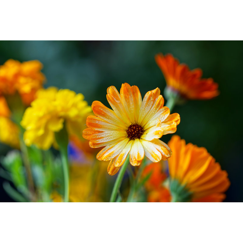 Summerflowers by Schnuddel - No Frame Art Prints on Canvas, 30cm H x 46cm W