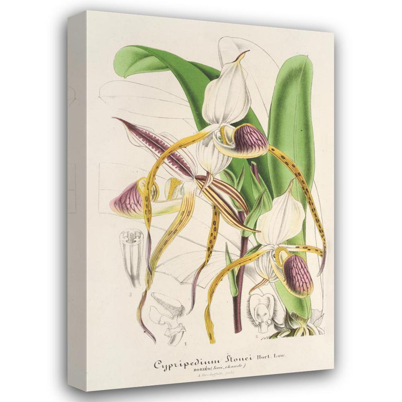 "Cypripedium Stonei" par Charles Antoine Lemaire - Art mural sur toile tendue avec châssis, H 24 po x l 17 po