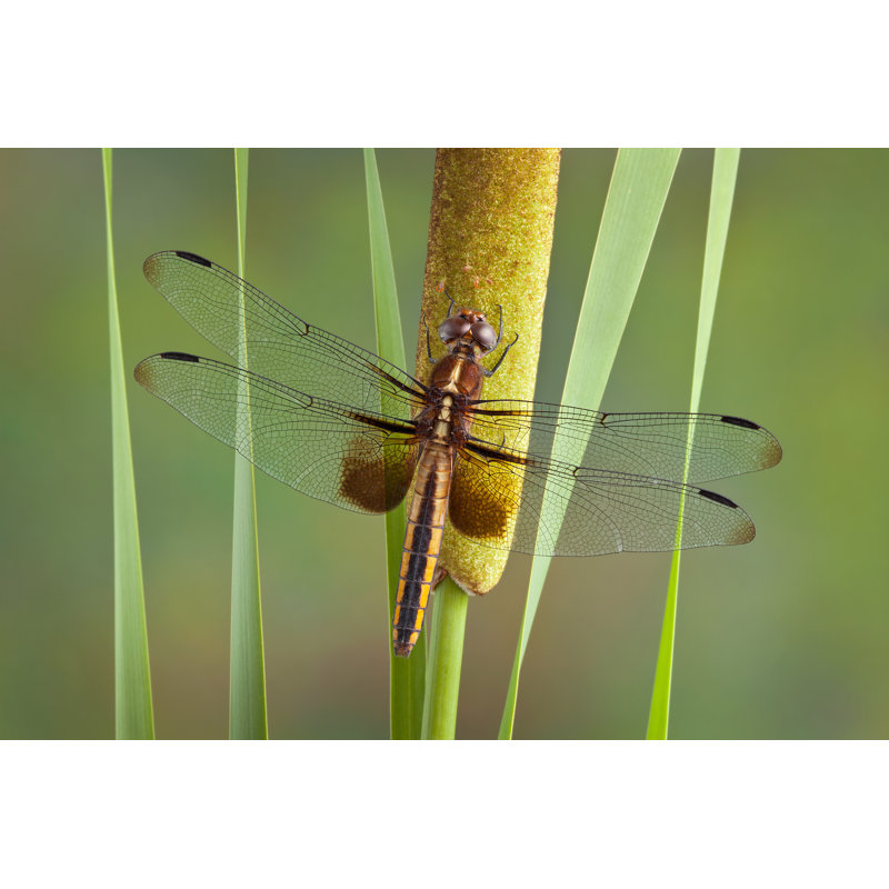 Frithgaest Dragonfly On Cattail - Wrapped Canvas Print, 51cm H x 76cm W x 3.8cm D