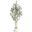152cm Plant