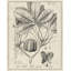 «August Grove® Vision Studio», reproduction d'art sur toile tendue: Antique Black and White Botanical VI-21436340