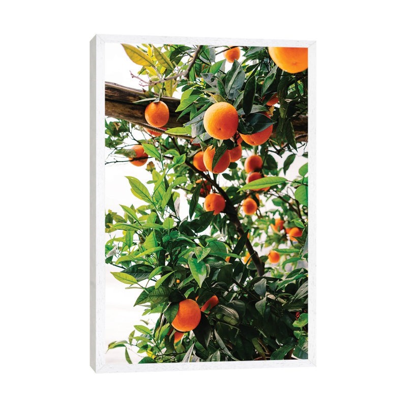 Amalfi Coast Oranges II by Bethany Young - Print on Canvas, 101.6cm H x 66.04cm W x 3.81cm D, White Framed