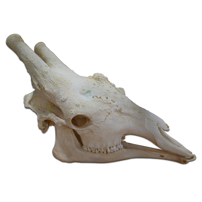 Molla Real Giraffe Skull