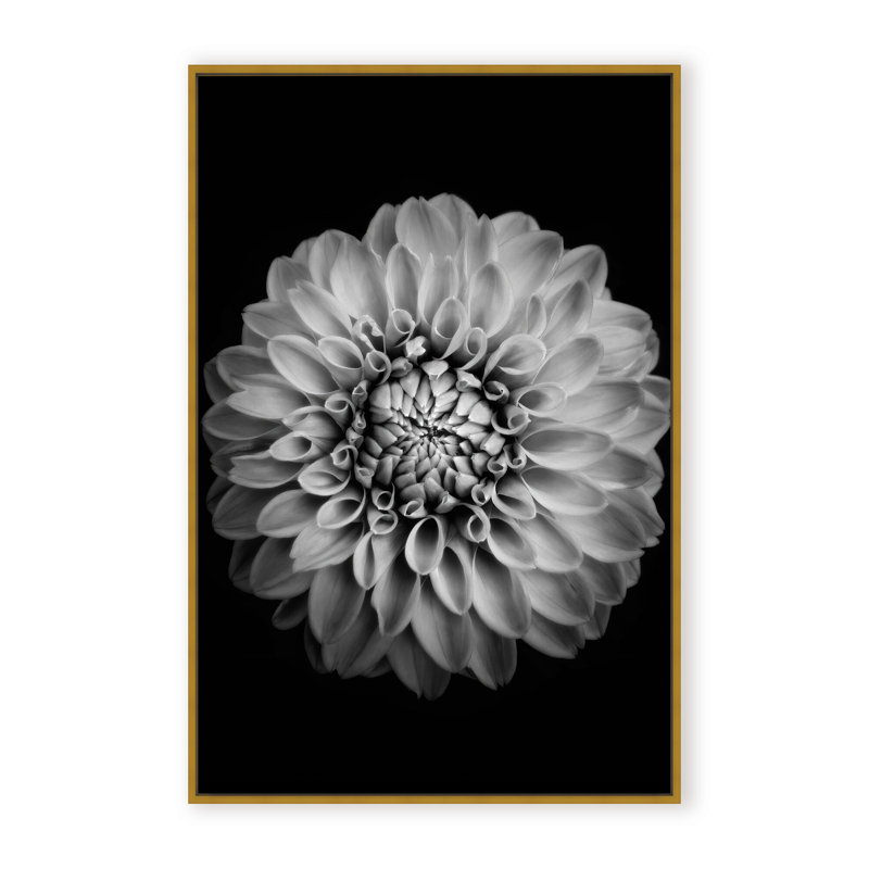 Nature Inspired Marigold by  - Picture Frame Photograph on Paper, 24" H x 16" W x 1.125" D, Black, Framed Matted Print