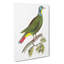 Black-Capped Pigeon by George Shaw - Wrapped Canvas-55304579