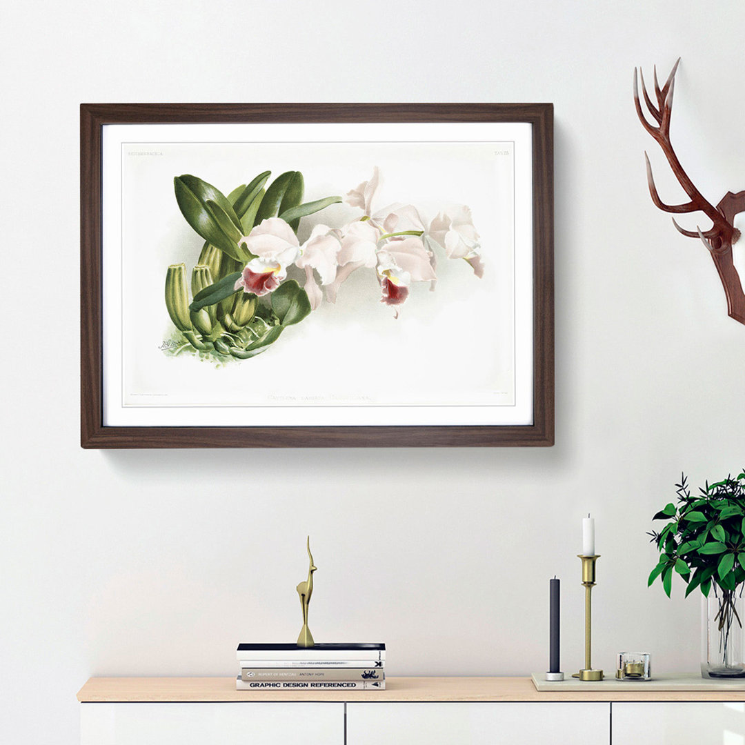 Magnolia Flowers Illustration Tab.75 by Frederick Sander - Framed Print