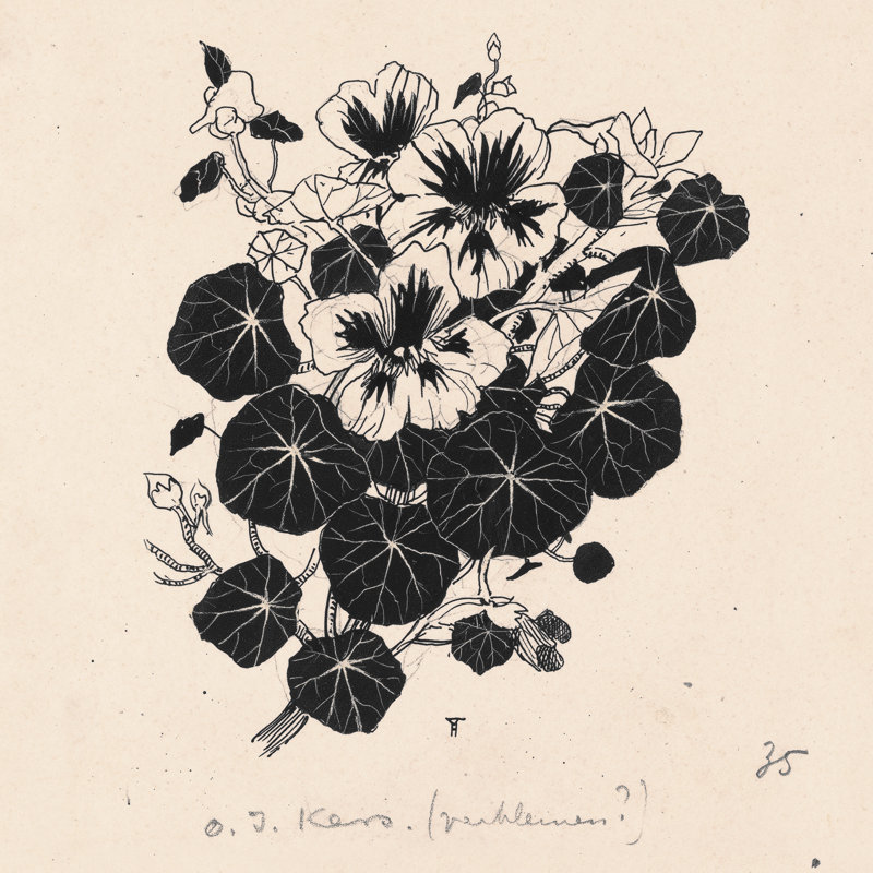 Drawing Of Nasturtiums Print by Henri Verstijnen