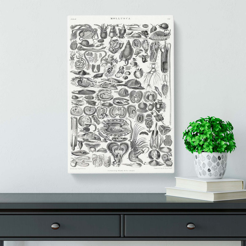 Study Of Mollusc Shells LX by Oliver Goldsmith - Wrapped Canvas Print, 50cm H x 35cm W x 3cm D