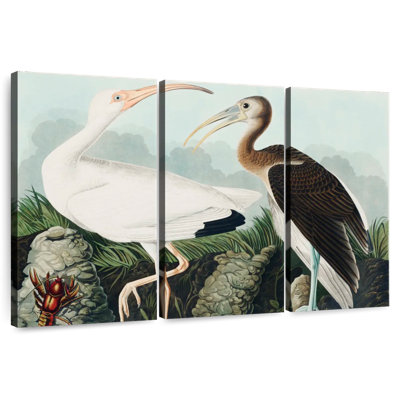 Blanc ibis