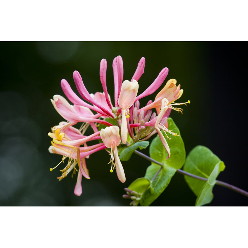 Honeysuckle by Azndc - Print, 81cm H x 122cm W