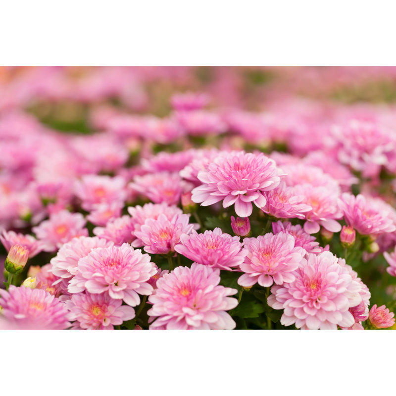 Chrysanthemum by Nattanan726 - Wrapped Canvas Print, 20cm H x 30cm W
