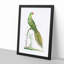 Ground Parrot by George Shaw - Framed Print-55620832-55620835
