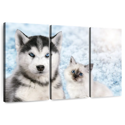 Chiot et chaton aux yeux bleus Brampt