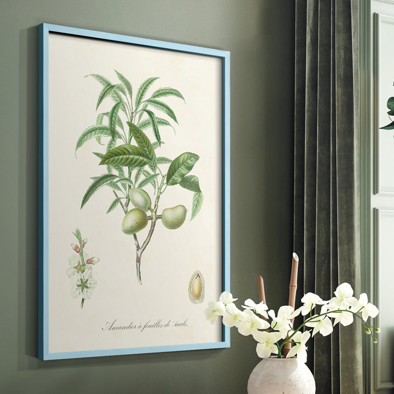 Reproduction encadrée antique d'amande botanique II - bois massif, Bleu, H 10 po x l 8 po