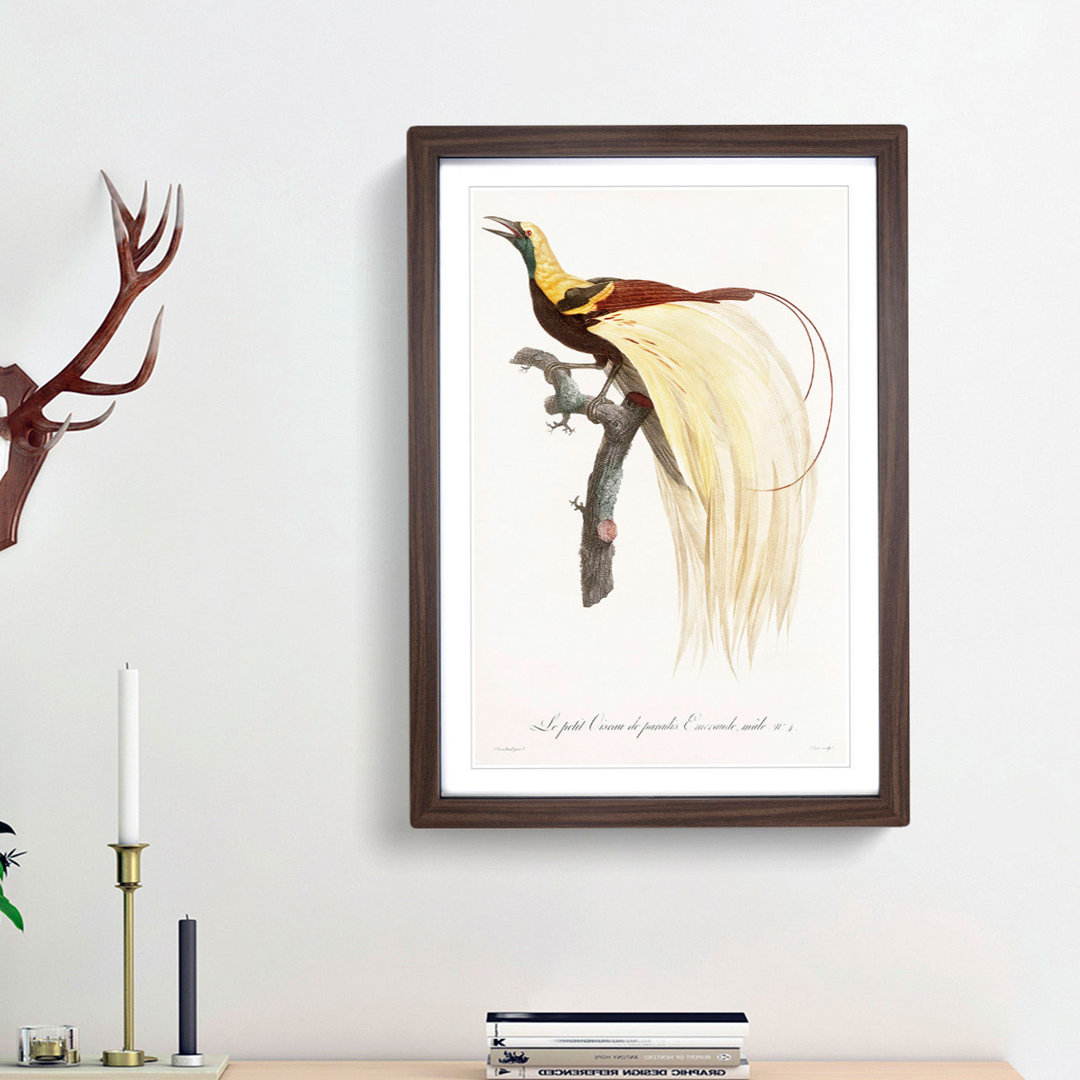 An Emperor Bird Of Paradise by Jacques Barraband Framed Print