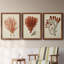Antique Red Coral IV - Ensemble de 3 peintures sur toile encadrées-1301298118-1301298112
