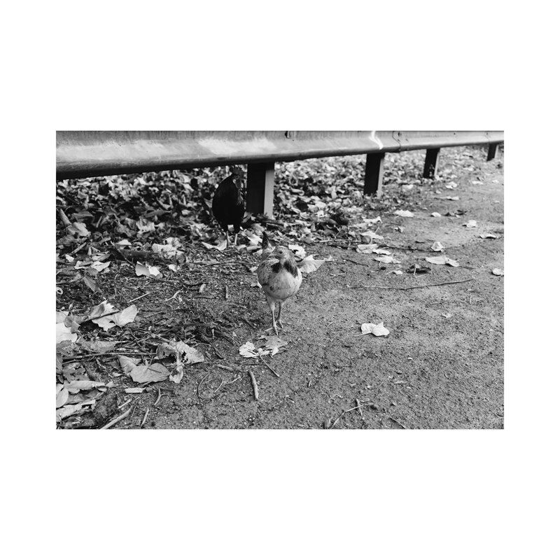 Why Did The Chicken Cross The Road? by Bethany Young - Wrapped Canvas Print, 20.32 cm H x 30.48 cm W