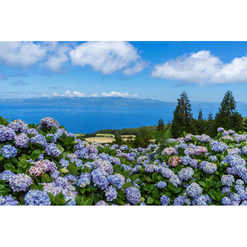 Conover Azorean Landscape With Hydrangeas - Wrapped Canvas Print, 30cm H x 46cm W x 3.8cm D