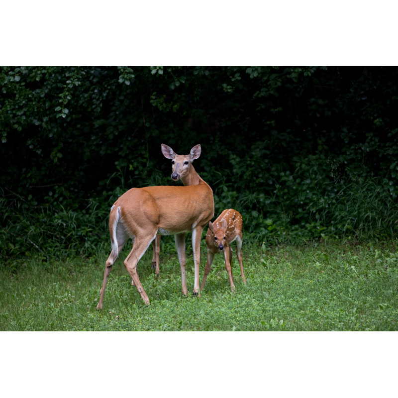 Sunfield White-Tailed Deer - Wrapped Canvas Print, 30cm H x 46cm W 3.8cm D