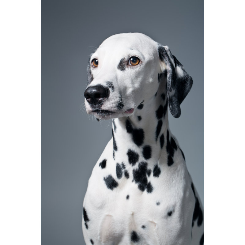 Portrait of dalmatian, 122cm H x 81cm W