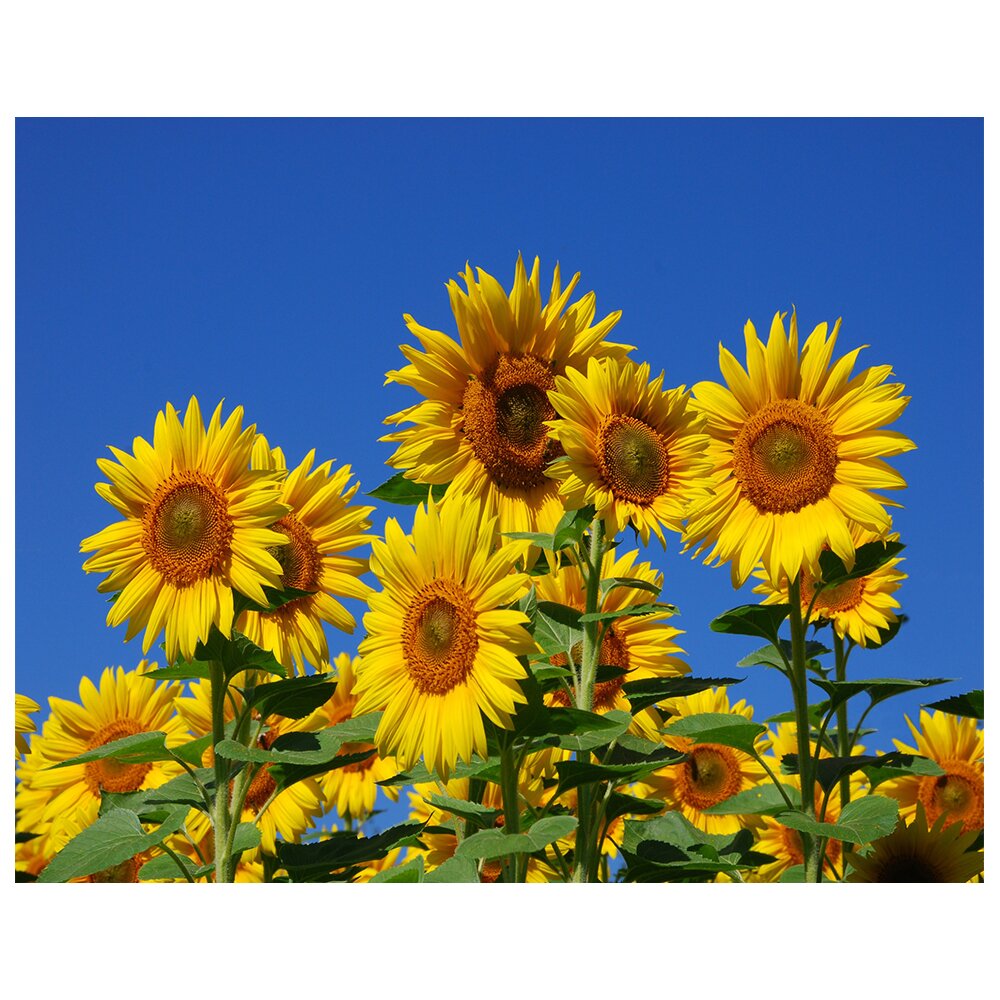 Leinwandbild Sunflowers