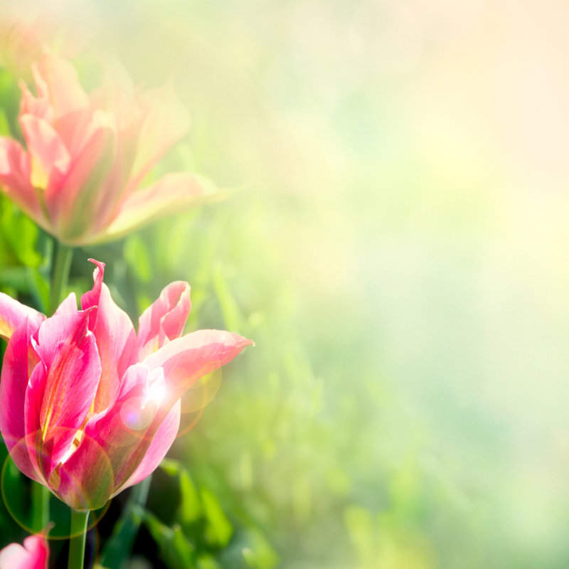 Tulip Flowers Background by Chuvipro - No Frame Art Prints on Canvas, 30cm H x 30cm W