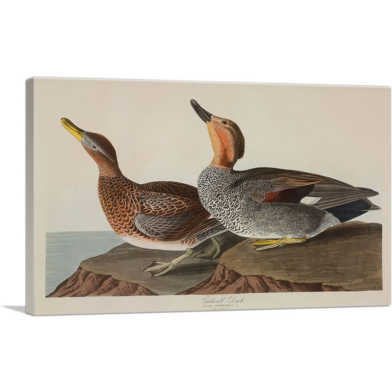 «Gadwall Duck» par James Audubon, reproduction d'art sur toile tendue, H 18 po x l 26 po x P 0,75 po