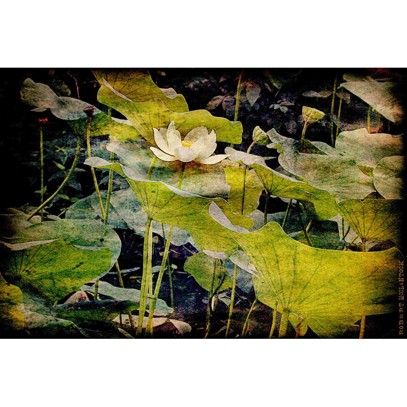 Étangs de nénuphars II, H 20 po x l 30 po