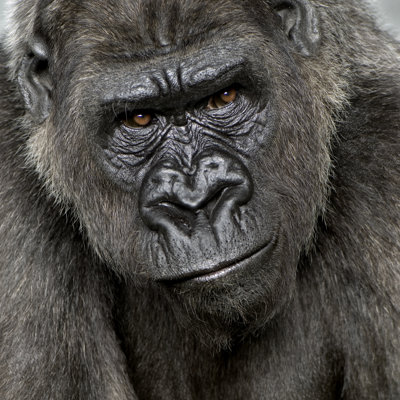 " Young Gorilla " by Globalp