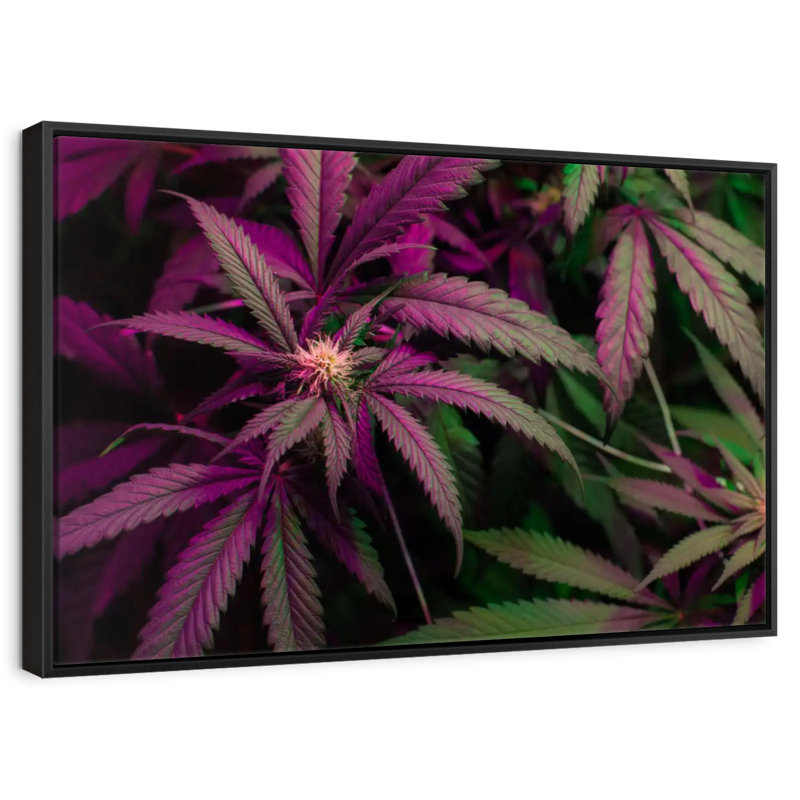 Lavande, marijuana, Cadre flottant noir, 13 po x 9 po