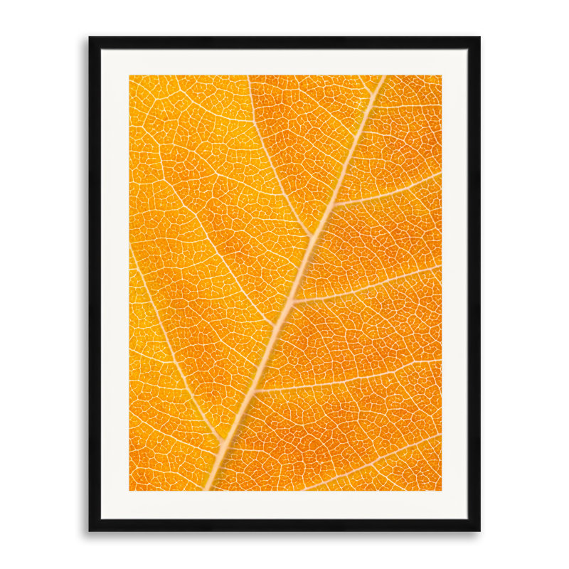 Feuille d'automne par Philippe Moisoux - photographie, H 31,25 po x l 25,25 po, Papier avec cadre noir