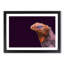 Red & Purple Iguana Lizard - Picture Frame Photograph Print-55597944-55597943