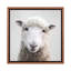 «Sheep» - reproduction de photo-52366829-52366833