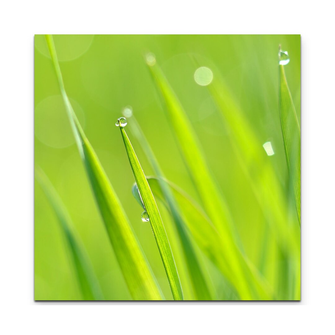 Leinwandbild Grass mit Tau – Nahaufnahme