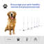 Ensemble d'obstacles pour chien Pawhut
