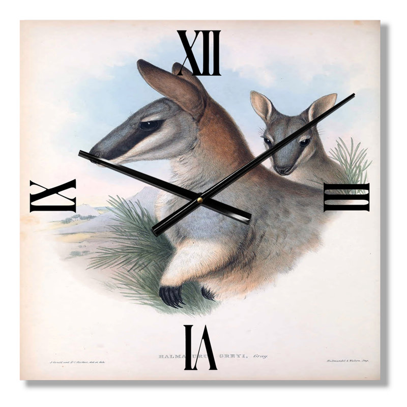 Horloge murale kangourou, Grand
