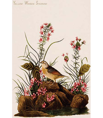 " Yellow Winged Sparrow "