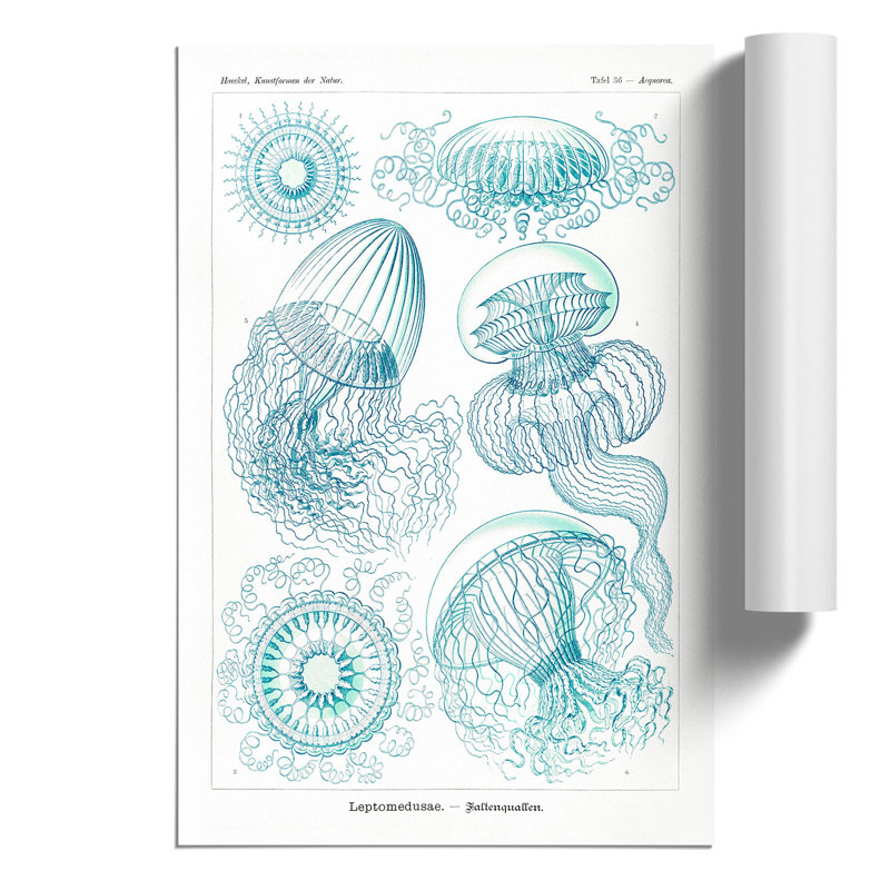 Leptothecata Jellyfish by Ernst Haeckel - Frameless Print, 59cm H x 42cm W x 0.1cm D