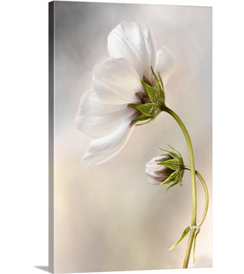 « cosmos » par mandy vaisselle, reproduction de photo sur toile