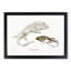 Lizard Illustrations by John Edward Gray - Framed Print-55617472-55617476