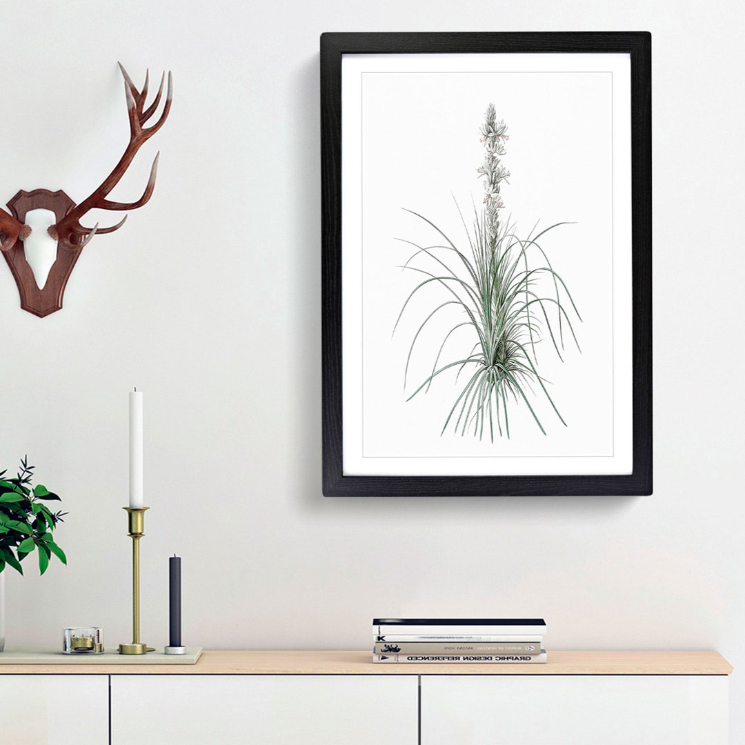 Kings Spear Flowers by Pierre-Joseph Redoute - Picture Frame Graphic Art Print