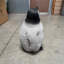 Statue de bébé pingouin