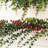 Ace 5" Eucalyptus Christmas Garland