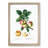 Apple Tree Branch by Pierre-Joseph Redoute - Single Picture Frame Painting-55544722-55544720